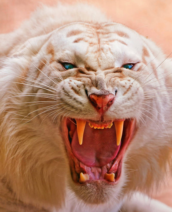 White Tiger metsterr 30107 Metsterr