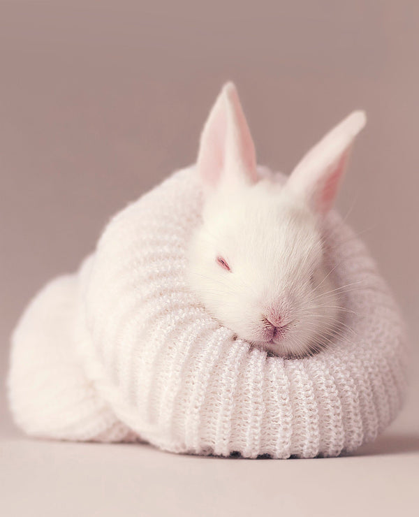 Cute Rabbit  metsterr 30108 Metsterr
