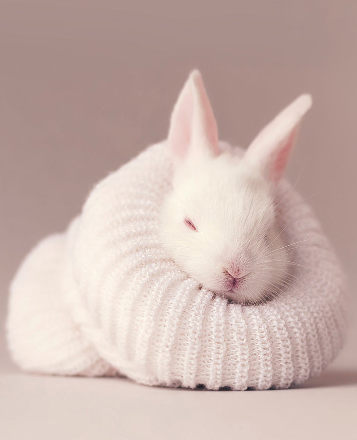 Cute Rabbit  metsterr 30108 Metsterr